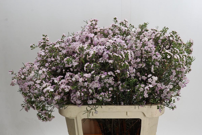 Chamelaucium Dancing Queen