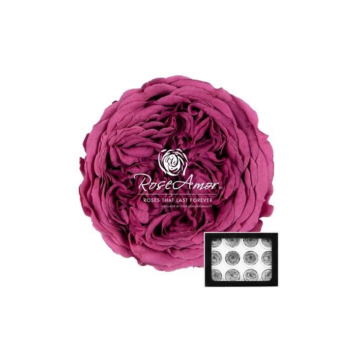 <h4>Amelia Vio02</h4>