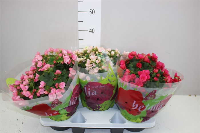 <h4>Begonia En Betulia Gemengd</h4>