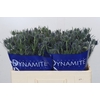 Eryngium Blue Dynamite