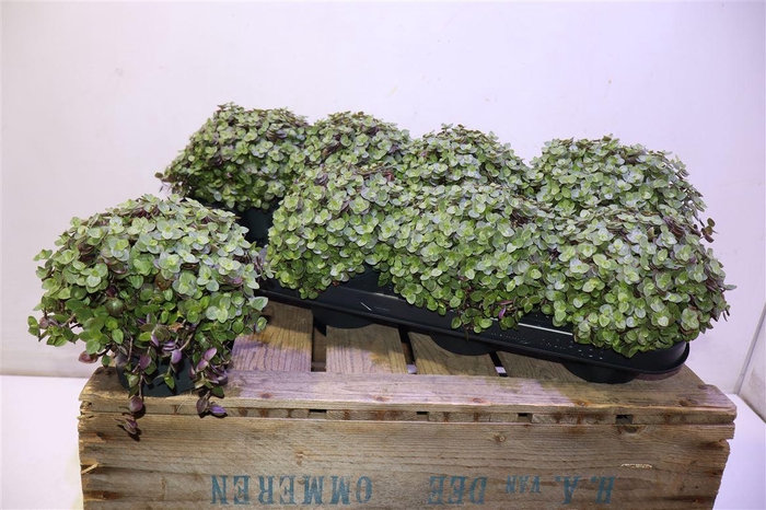 <h4>Callisia Turtle</h4>