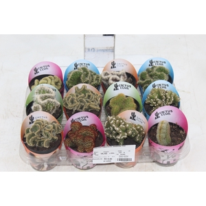 CACTUS CRISTATA VARIADO P09