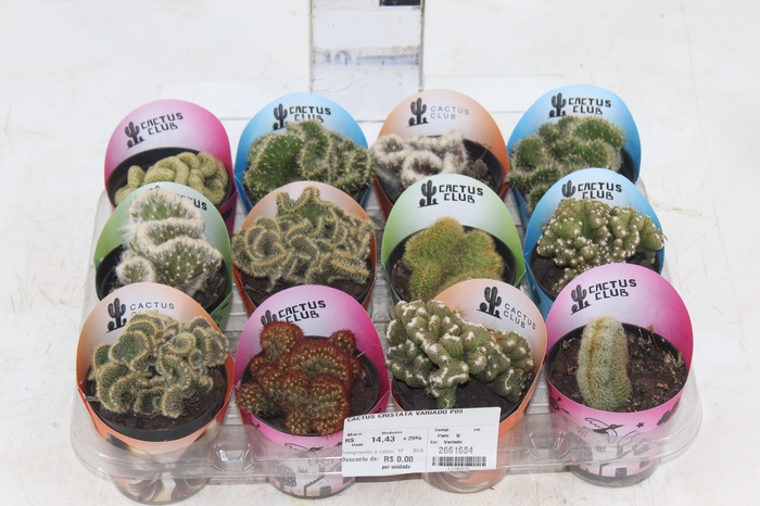 <h4>CACTUS CRISTATA VARIADO P09</h4>