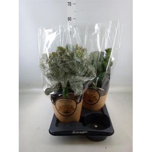 Planten Groen   ...L%