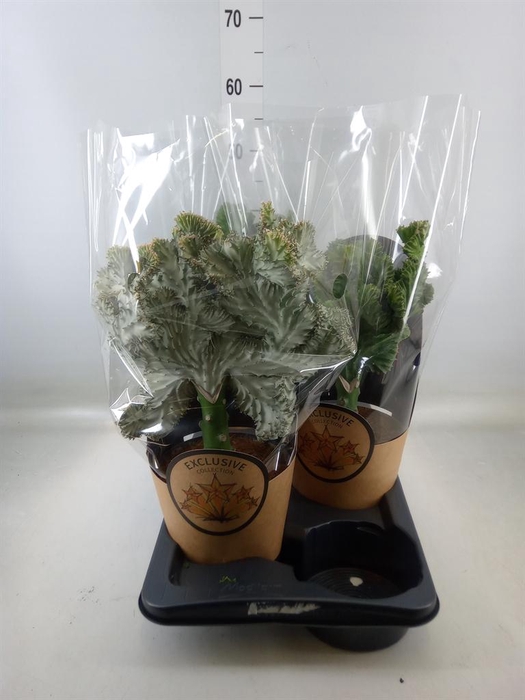 <h4>Planten Groen   ...L%</h4>