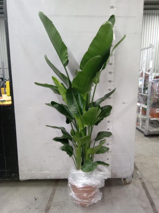 <h4>Strelitzia nicolai</h4>