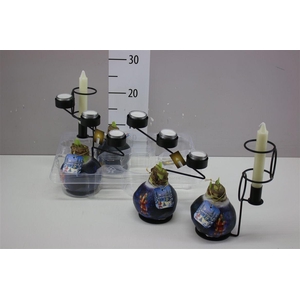 Hippeastrum Wax Santa And Candle