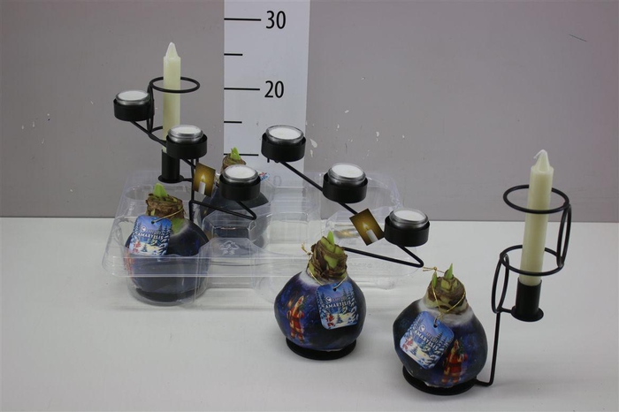 <h4>Hippeastrum Wax Santa And Candle</h4>