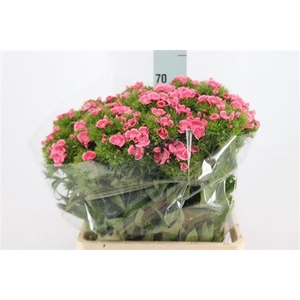 Di Barb Tsaar Pink Rosa X50