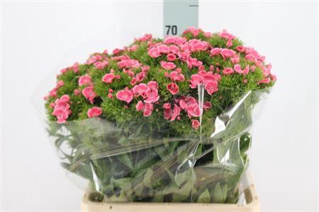 <h4>Di Barb Tsaar Pink Rosa X50</h4>