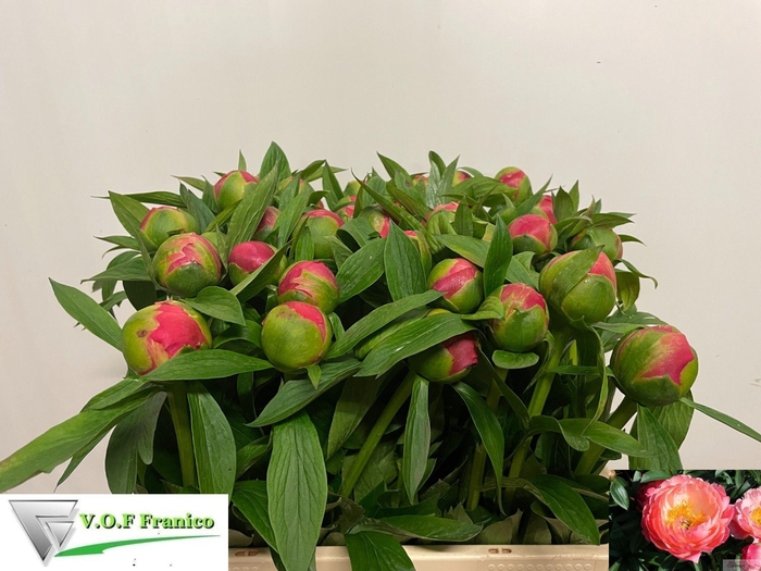 <h4>PAEO  CORAL CHARM</h4>