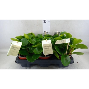 Peperomia obt. 'Green Gold'