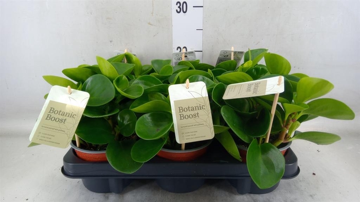<h4>Peperomia obt. 'Green Gold'</h4>