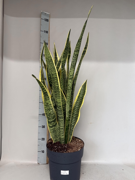 <h4>SANSEV LAURENTII</h4>