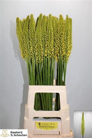 <h4>Eremurus Stenophyllum</h4>