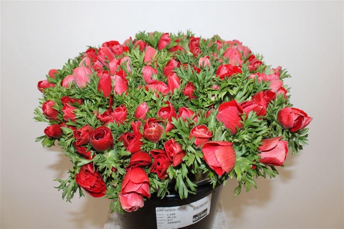 <h4>Anem Marianne Red</h4>