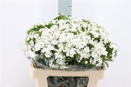 <h4>Di Barb Duke White 55 Cm</h4>