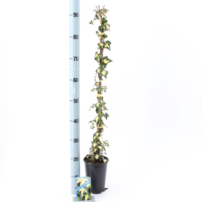 <h4>Hedera helix Goldheart</h4>