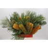 Banksia Collina