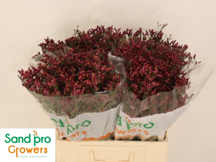 <h4>LIM SIN SCARLET DIA</h4>