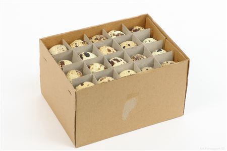 <h4>KWARTEL EGG 60 PC</h4>