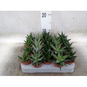 Aloe   ...mix