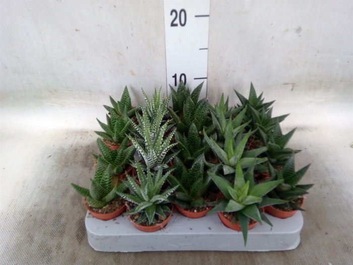 <h4>Aloe   ...mix</h4>