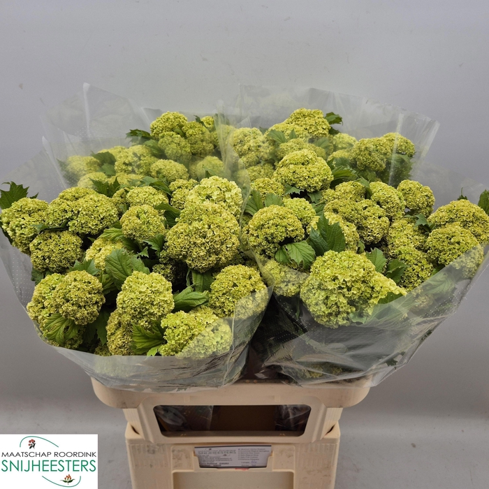 <h4>VIBURNUM ROSEUM ST</h4>