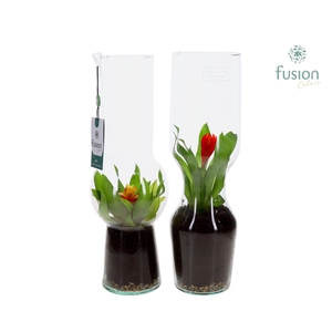 Green Bottle Man en Vrouw Large met Bromelia