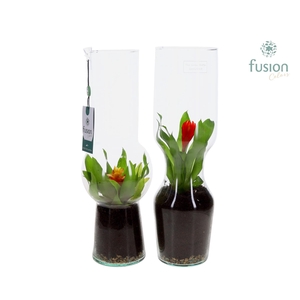 Green Bottle Man en Vrouw Large met Bromelia