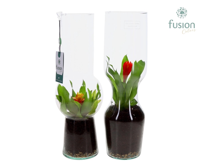 <h4>Green Bottle Man en Vrouw Large met Bromelia</h4>