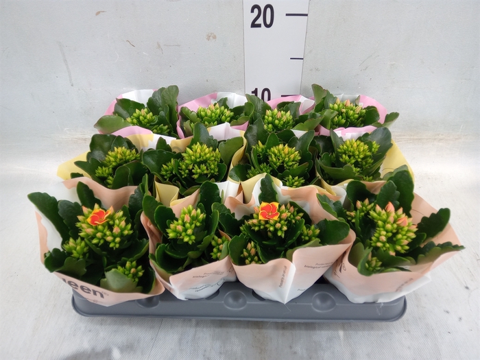 <h4>Kalanchoe blos.   ..mix 4</h4>