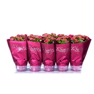 KAL GE PERFECTA PURP