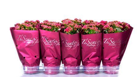 <h4>KAL GE PERFECTA PURP</h4>