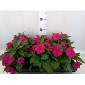 Impatiens NG 'Tamarinda Purple'