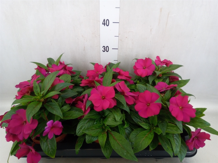 Impatiens NG 'Tamarinda Purple'