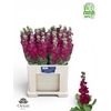Matth Centum Red