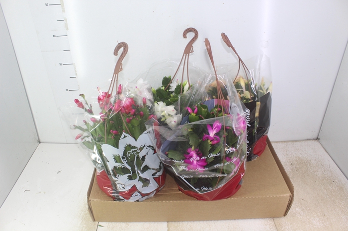 <h4>FLOR DE MAIO C21</h4>