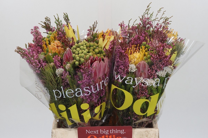 <h4>BQ Kaaps Groen Rivermix</h4>