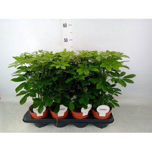 Schefflera arbor. 'Nora'