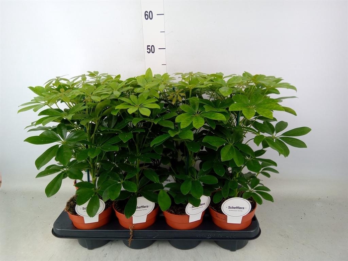 <h4>Schefflera arbor. 'Nora'</h4>