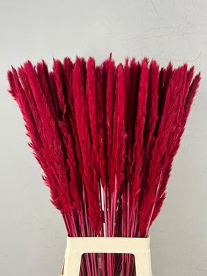 <h4>Df Pampas Silvy Bs 10pc Red</h4>