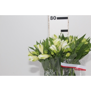 ALSTROEMERIA MISTRAL 080 CM