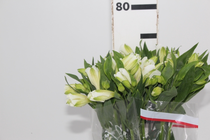 <h4>ALSTROEMERIA MISTRAL 080 CM</h4>