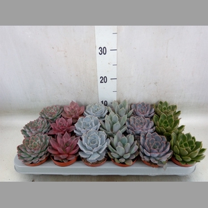 Echeveria   ...mix