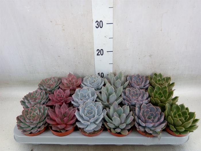 <h4>Echeveria   ...mix</h4>