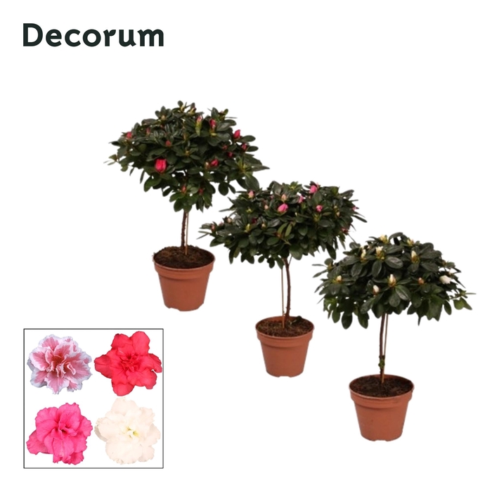 <h4>Azalea stam 'gemengd' 20 - 22 cm Decorum</h4>