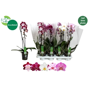 PHAL EL CASCADE