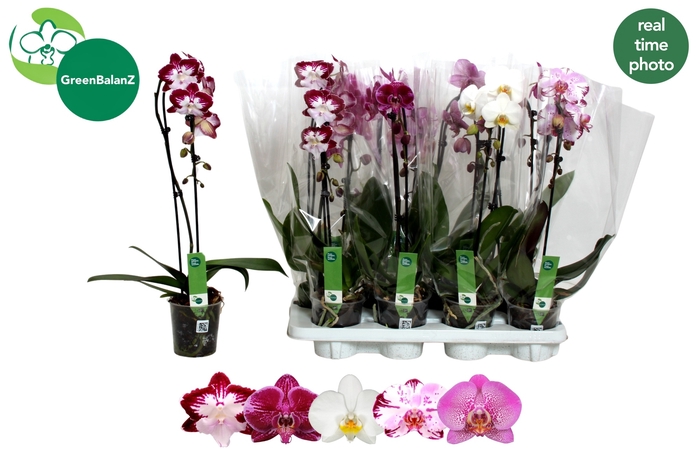 <h4>PHAL EL CASCADE</h4>