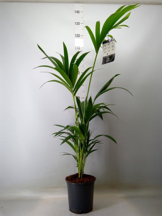 <h4>Howea forsteriana</h4>